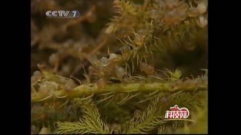 侗鄉稻魚鴨共作的科技秘密（上）