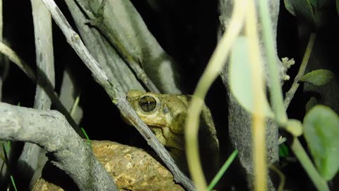 'Eye of Toad' - Desert Toad