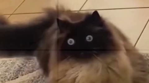 Best Cat Videos