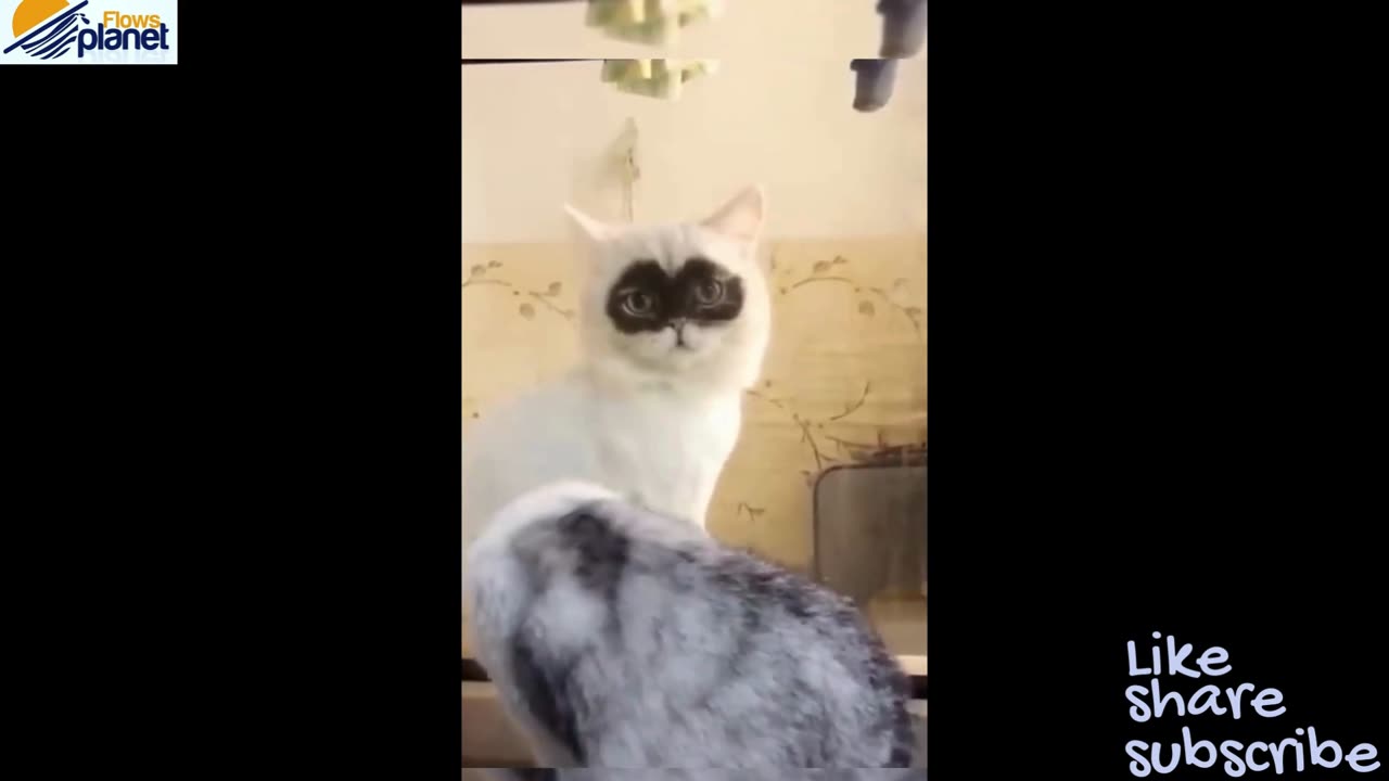 Funny Cat and Dog Video #3