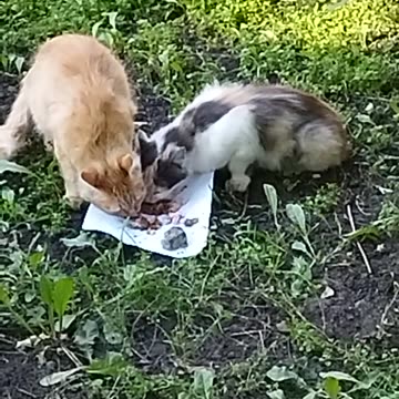 🐱💕Alice and her kitten🌼🥰