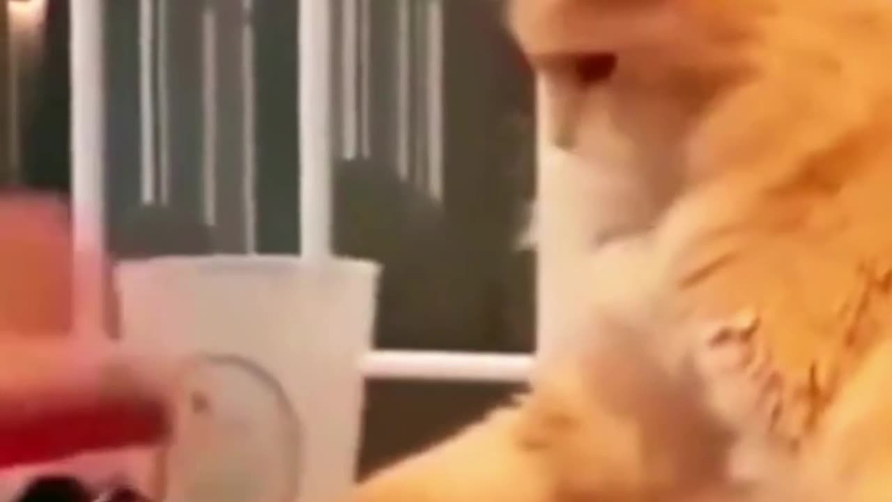 Funny animals videos