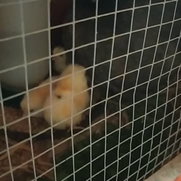 Fiona and her new babys!!! 🐔🐤🐤🐤🐤🐤🐤🐔