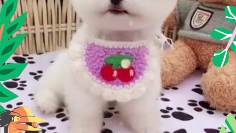 Anjing mungil cantik menggemaskan