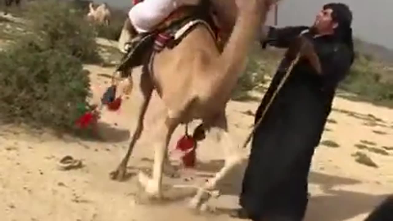 Funny Camel