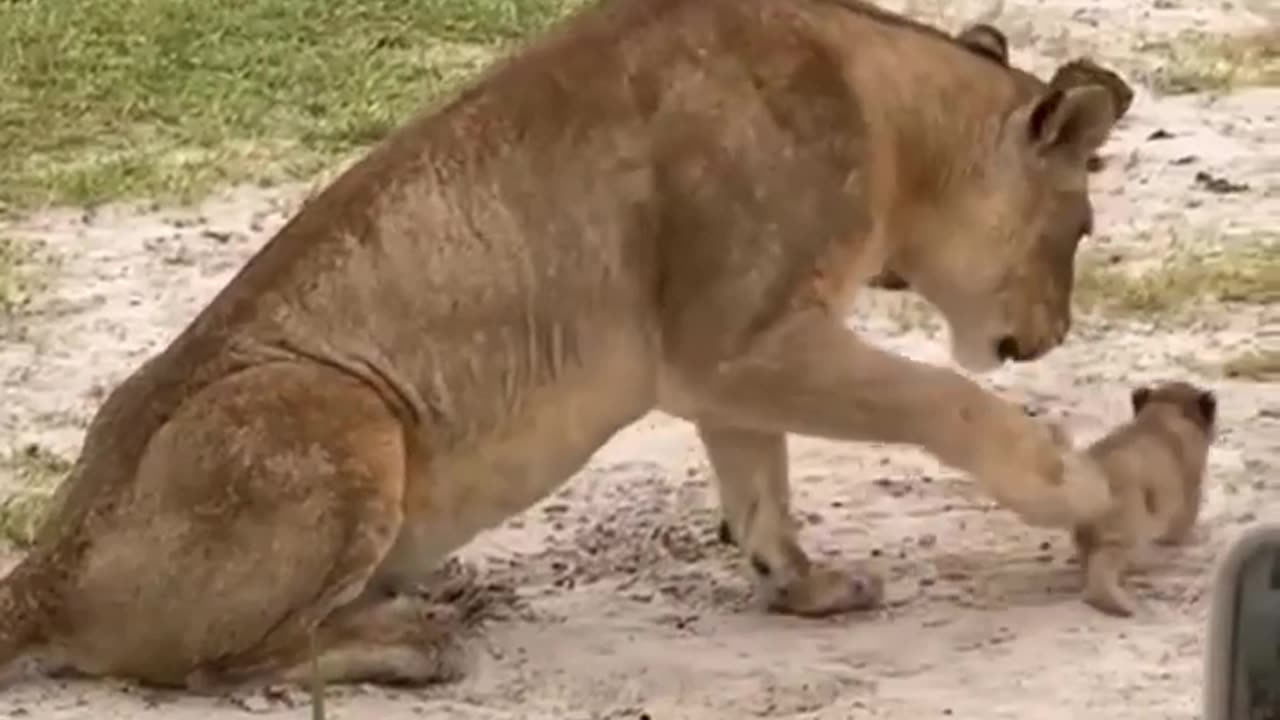 Cub Is Trying To Roar Like An Adult