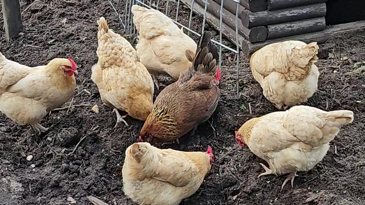 OMC! These chickens LOVE bread! 🐔😍🍞#chickens #love #bread #hens #pecking #scratching #shorts #food