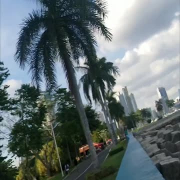 Panamanian Version of Raccoons