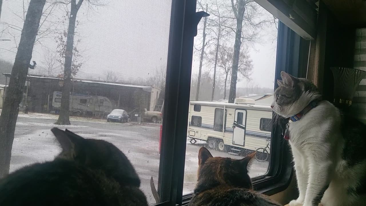 Kitties looking at the snow some more
