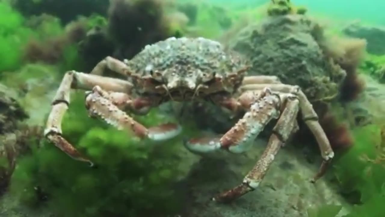 Wildlife