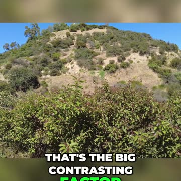 The Contrast of Right and Left: Hostility Towards Immigrants vs. Loyalty to In-Group Citizens