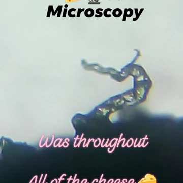 Shredded Cheese Microscopy. Carbon Nano tubes/Morgellonz/DarpaHydrogel