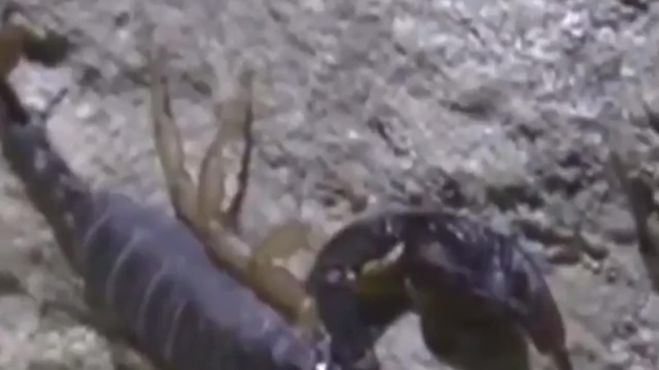 Wildlife