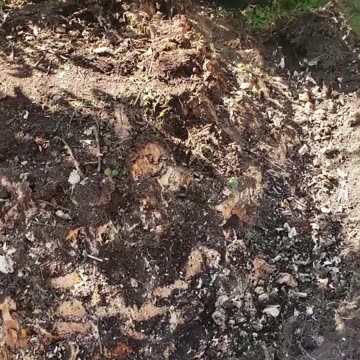 Fenced-in to Tree Stumped...