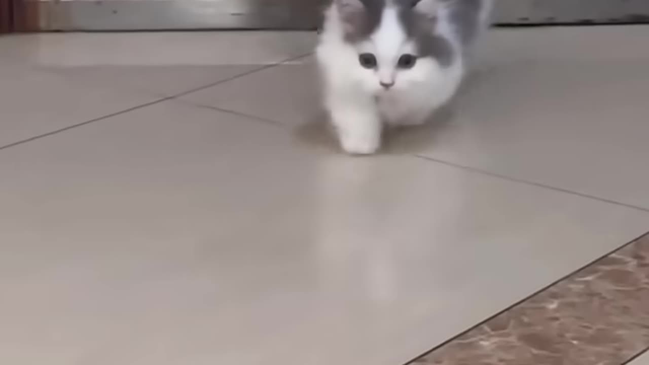 Cat videos cute cat kittens 😻😻🤣