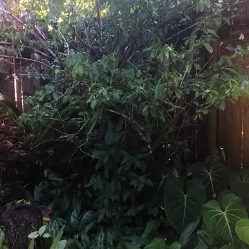 1.10.2024 Out of Control Kuranda (2)