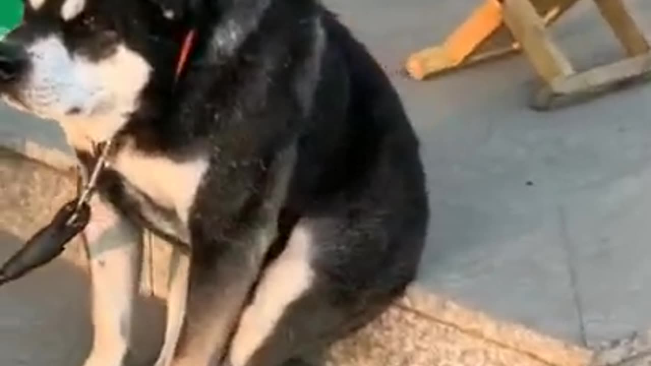 Funny Dog