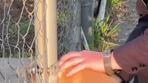 Kind-hearted policemen adopted the dog stuck in the door ❤️