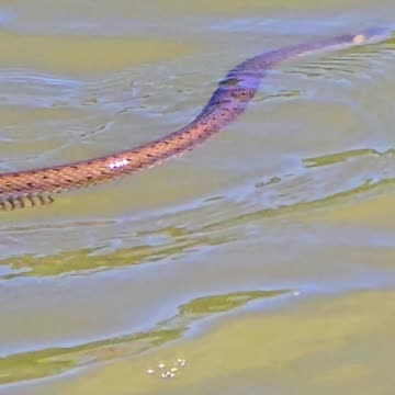 A grass snake in the river close-up / Snake in the water