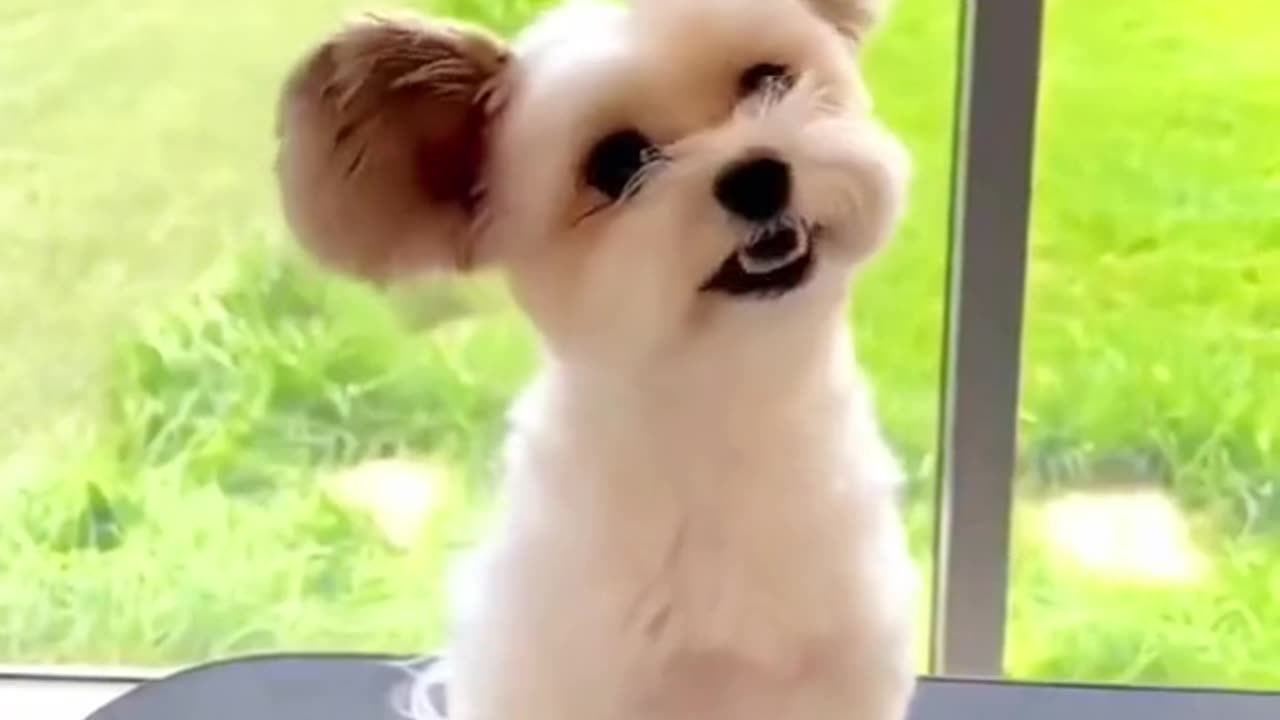 Funny Pet video's