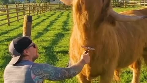 🙏❤️🎉🎉🎉🎊🎊🎊️SWEET AND FUNNY PETS SHOTS 🙏❤️❤️🎉🎉🎉🎊🎊🎊