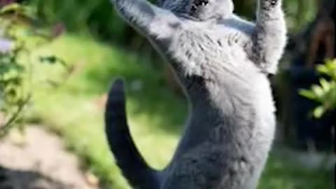 Cat Stunt