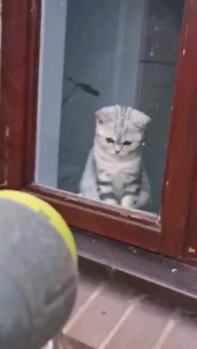 Funny Cat