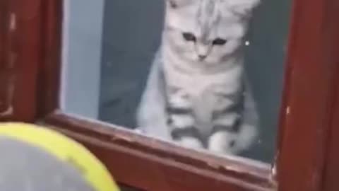 Funny Cat