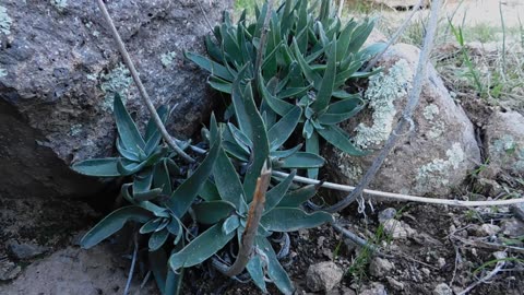 Succulent - Dudleya