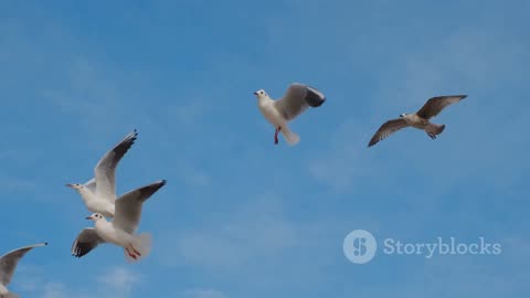 Majestic Birds Soaring in the Sky