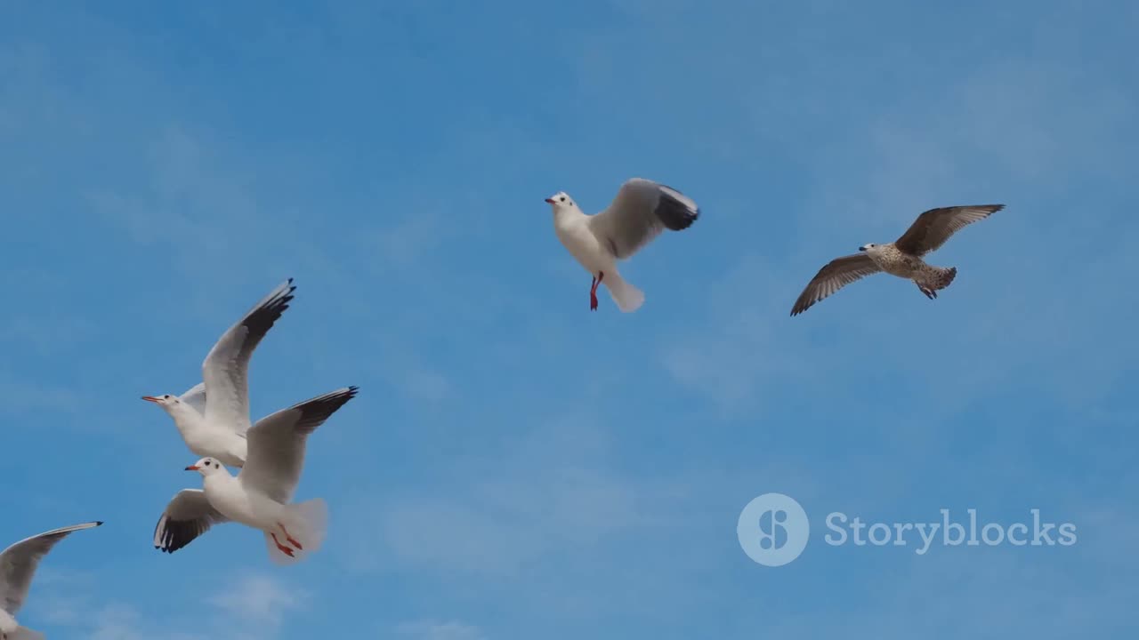 Majestic Birds Soaring in the Sky