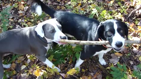 SMALL DOGS BIG STICK