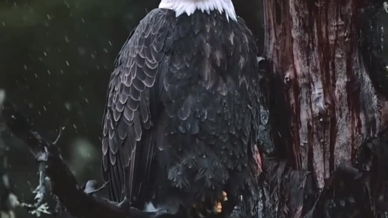 Majestic Eagle