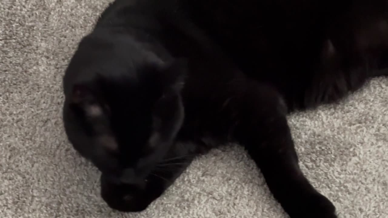 Cute Precious Piper is Meticulous About Cleaning Her Paws - Adopting a Cat from a Shelter Vlog