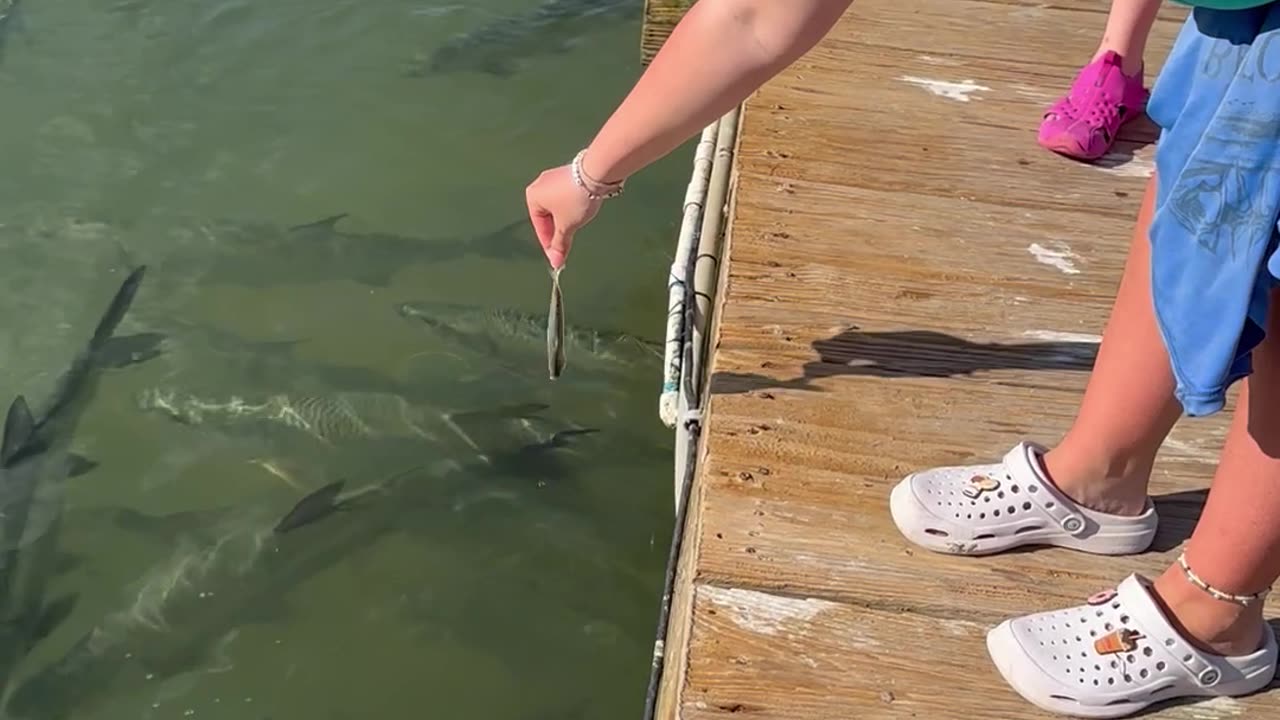 Pelican Snatches Tarpon's Hand-Fed Meal