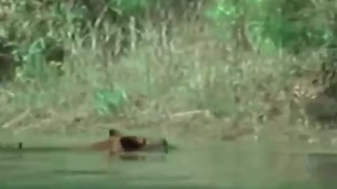 Wild life animal hunting