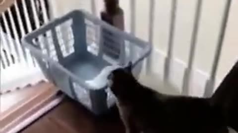 #funny animals