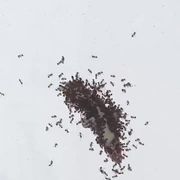 Ants eating a Lizard