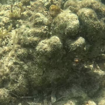 Snorkeling Adventures Philippines, The Underwater World is Always Amazing!