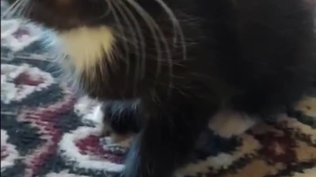 Adorable Black Kitten with Big Whiskers