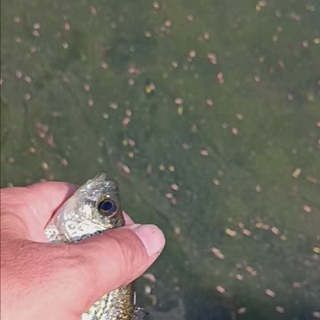 Black crappie
