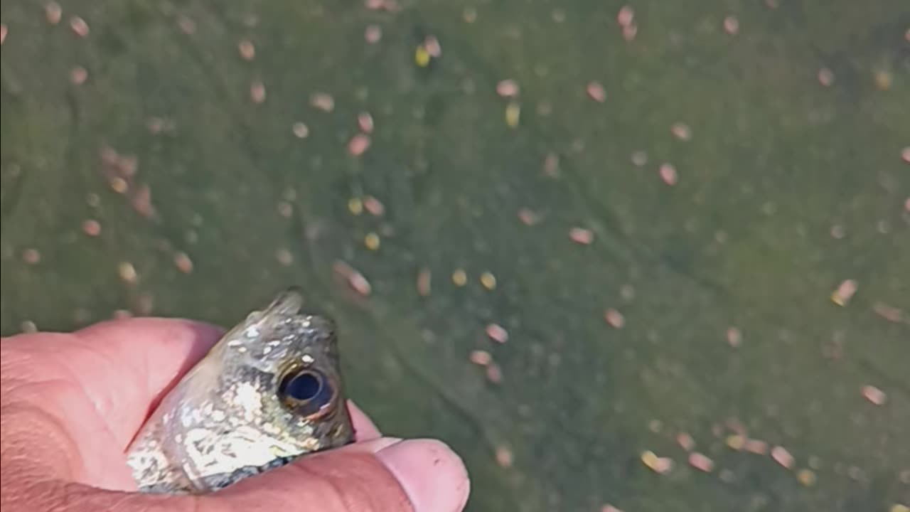 Black crappie