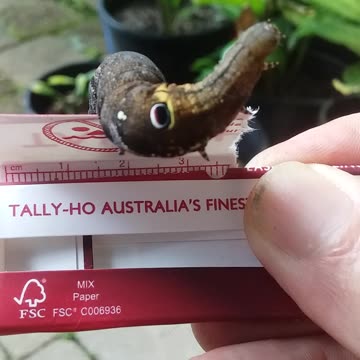 4.5.2024 Random Kuranda