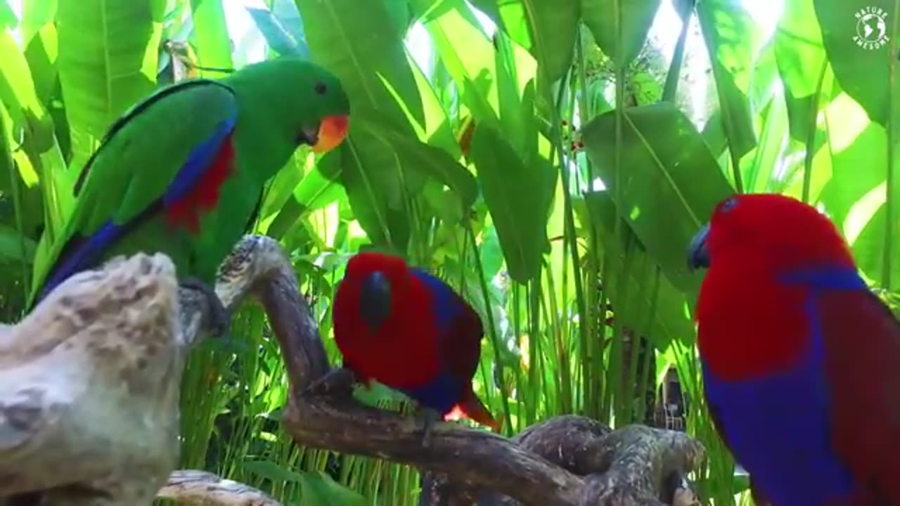 Most Beautiful Birds in the World