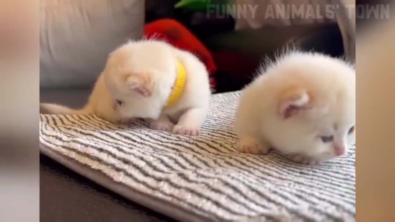 Animal funny viral clips #viral