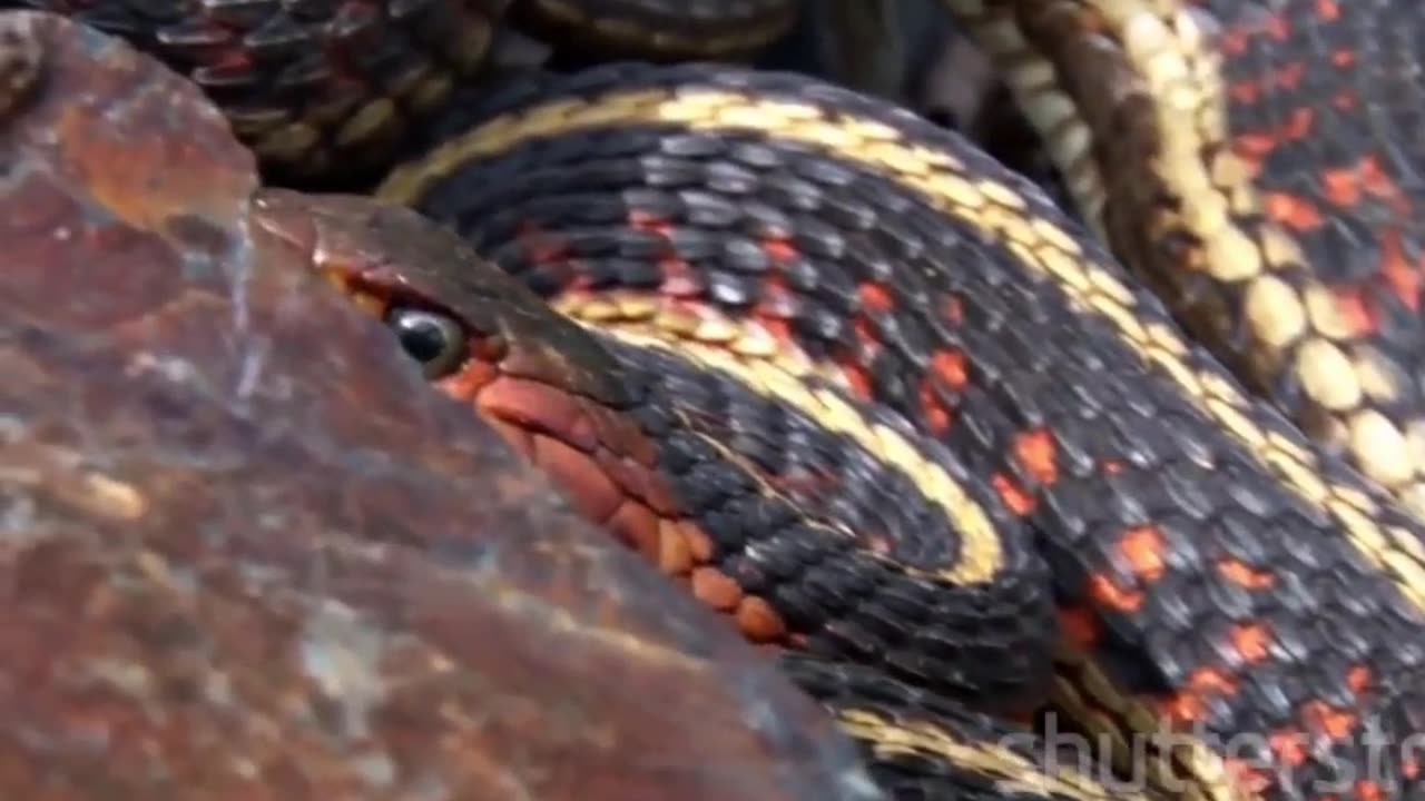 Discover the Charming Ring-Necked Snake Nature's Little Gem #shorts