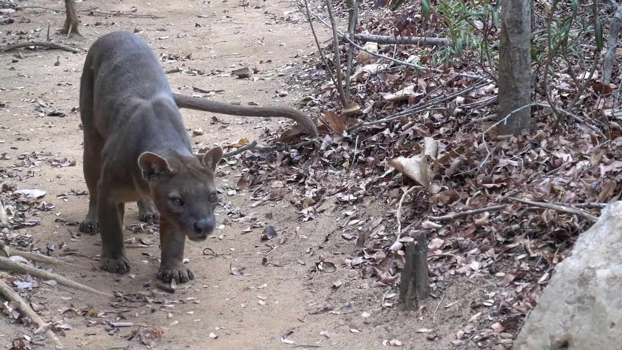 Fossa: Madagascar's Ultimate Tree-Climbing Predator!