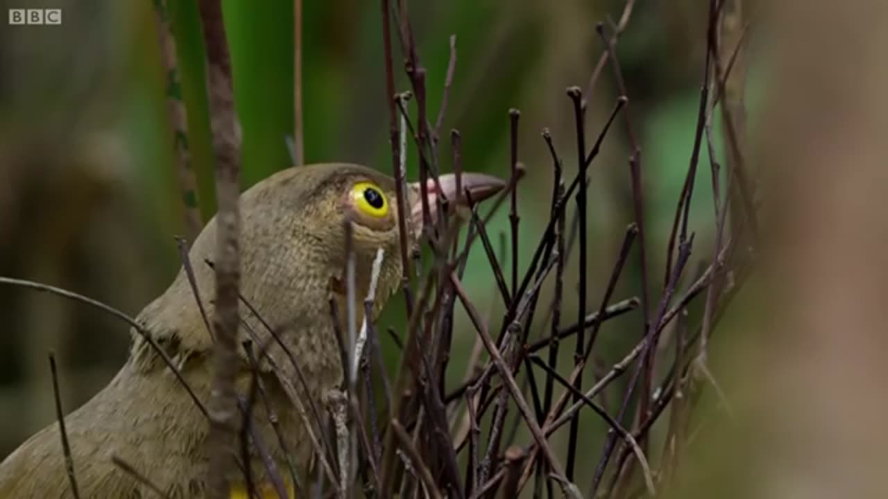 Virtual Ketchup: Nature Documentary