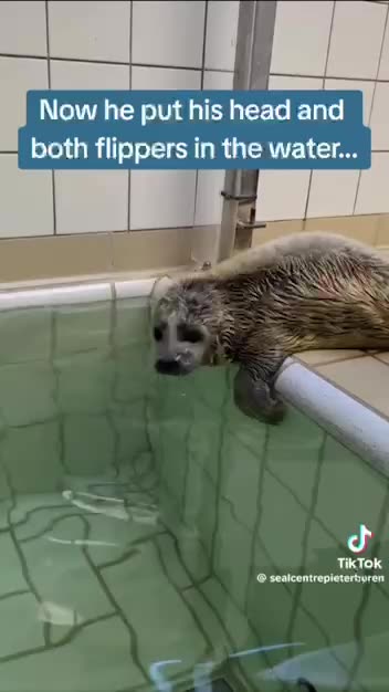 Baby seal at the rehab facility 😍😍