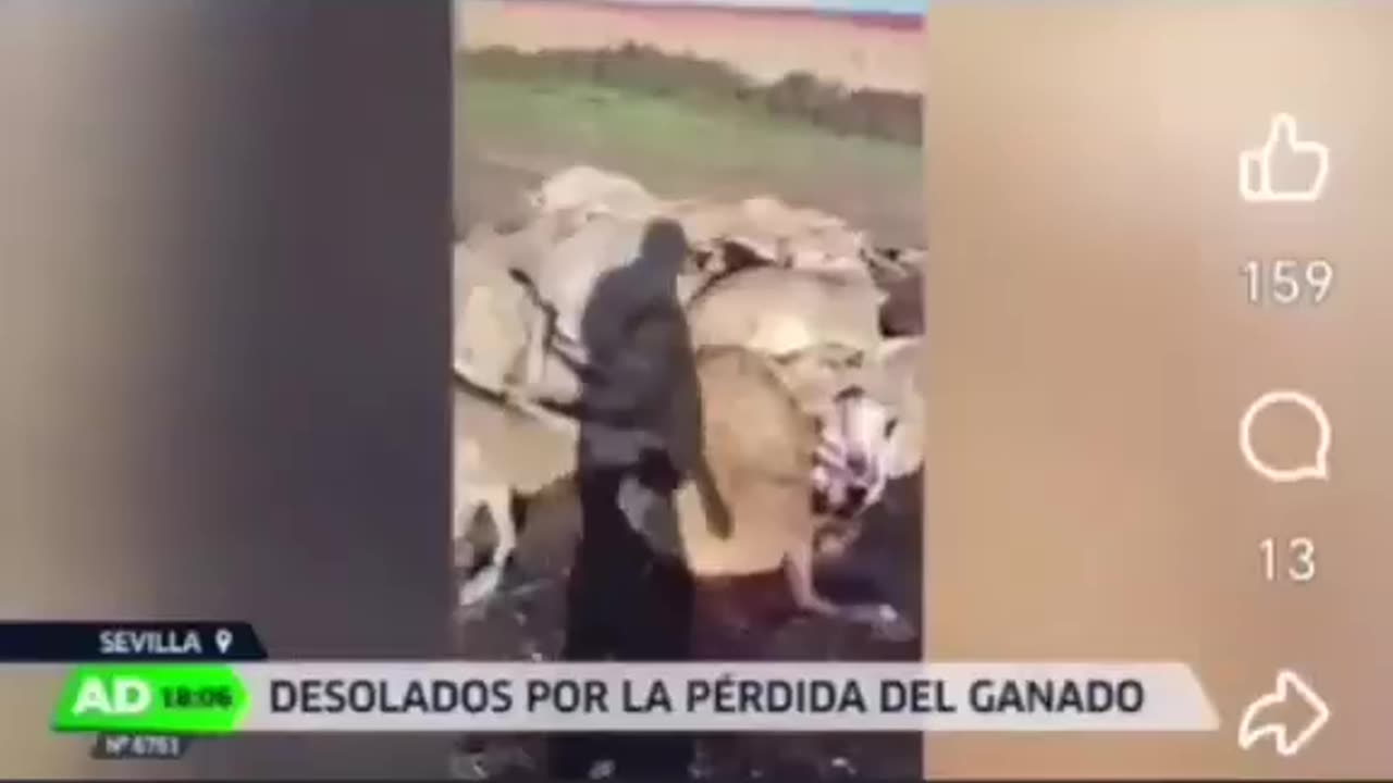 SEVILLA (Spanyolország) - az oltás után a birkák hullani kezdtek és elpusztultak